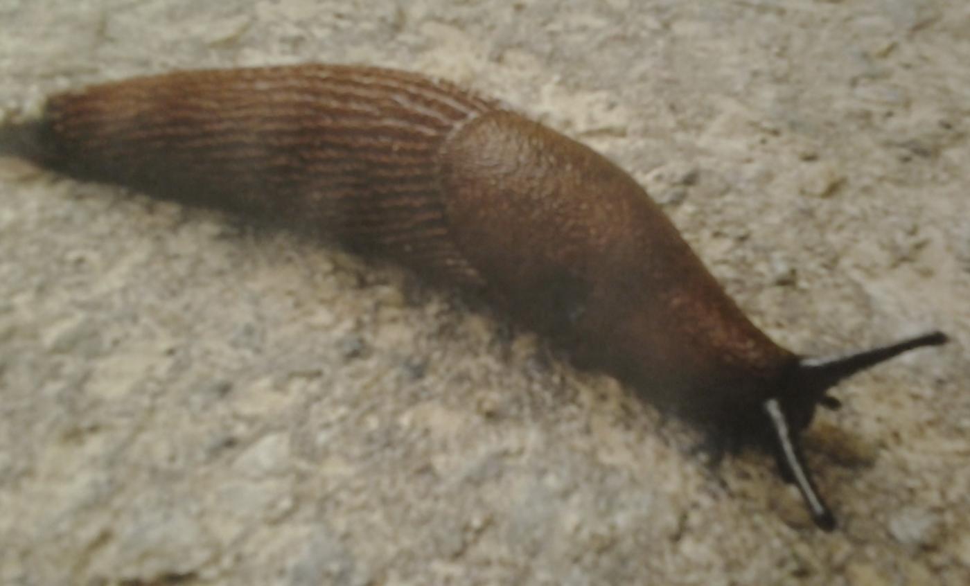 Slugs gas detectors 